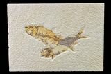 Pair of Fossil Fish (Knightia) - Green River Formation #159060-1